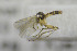  (Trichonta sp. GS113 - NHMO-DAR-12328)  @11 [ ] CreativeCommons - Attribution Non-Commercial Share-Alike (2017) Unspecified University of Oslo, Natural History Museum