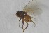  ( - NHMO-ENT-443299)  @11 [ ] CreativeCommons - Attribution Non-Commercial Share-Alike (2019) Unspecified University of Oslo, Natural History Museum