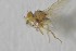  ( - NHMO-ENT-443313)  @11 [ ] CreativeCommons - Attribution Non-Commercial Share-Alike (2019) Unspecified University of Oslo, Natural History Museum