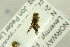  ( - NHMO-287864)  @12 [ ] CreativeCommons - Attribution Non-Commercial Share-Alike (2017) Unspecified University of Oslo, Natural History Museum