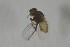  (Aulagromyza buhri - NHMO-ENT-443564)  @11 [ ] CreativeCommons - Attribution Non-Commercial Share-Alike (2019) Unspecified University of Oslo, Natural History Museum