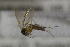  ( - NHMO-DAR-12234)  @12 [ ] CreativeCommons - Attribution Non-Commercial Share-Alike (2017) Unspecified University of Oslo, Natural History Museum