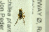  ( - NHMO-288029)  @12 [ ] CreativeCommons - Attribution Non-Commercial Share-Alike (2017) Unspecified University of Oslo, Natural History Museum