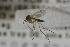  ( - NHMO-DAR-12374)  @12 [ ] CreativeCommons - Attribution Non-Commercial Share-Alike (2017) Unspecified University of Oslo, Natural History Museum