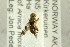  ( - NHMO-287757)  @12 [ ] CreativeCommons - Attribution Non-Commercial Share-Alike (2017) Unspecified University of Oslo, Natural History Museum