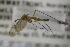  ( - NHMO-DAR-12233)  @11 [ ] CreativeCommons - Attribution Non-Commercial Share-Alike (2017) Unspecified University of Oslo, Natural History Museum