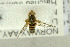 ( - NHMO-282237)  @11 [ ] CreativeCommons - Attribution Non-Commercial Share-Alike (2017) Unspecified University of Oslo, Natural History Museum