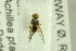  ( - NHMO-288028)  @11 [ ] CreativeCommons - Attribution Non-Commercial Share-Alike (2017) Unspecified University of Oslo, Natural History Museum