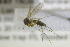  ( - NHMO-DAR-12279)  @12 [ ] CreativeCommons - Attribution Non-Commercial Share-Alike (2017) Unspecified University of Oslo, Natural History Museum