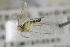  ( - NHMO-DAR-12345)  @11 [ ] CreativeCommons - Attribution Non-Commercial Share-Alike (2017) Unspecified University of Oslo, Natural History Museum
