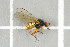  ( - NHMO-DAR-12205)  @12 [ ] CreativeCommons - Attribution Non-Commercial Share-Alike (2017) Unspecified University of Oslo, Natural History Museum