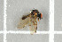  ( - NHMO-DAR-12215)  @12 [ ] CreativeCommons - Attribution Non-Commercial Share-Alike (2017) Unspecified University of Oslo, Natural History Museum