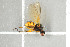  ( - NHMO-DAR-12203)  @12 [ ] CreativeCommons - Attribution Non-Commercial Share-Alike (2017) Unspecified University of Oslo, Natural History Museum