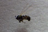 ( - NHMO-DAR-12288)  @12 [ ] CreativeCommons - Attribution Non-Commercial Share-Alike (2017) Unspecified University of Oslo, Natural History Museum