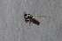  ( - NHMO-DAR-12289)  @11 [ ] CreativeCommons - Attribution Non-Commercial Share-Alike (2017) Unspecified University of Oslo, Natural History Museum