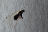  ( - NHMO-DAR-12290)  @12 [ ] CreativeCommons - Attribution Non-Commercial Share-Alike (2017) Unspecified University of Oslo, Natural History Museum