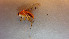  ( - NHMO-DAR-12189)  @12 [ ] CreativeCommons - Attribution Non-Commercial Share-Alike (2017) Unspecified University of Oslo, Natural History Museum
