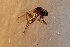  ( - NHMO-DAR-12310)  @12 [ ] CreativeCommons - Attribution Non-Commercial Share-Alike (2017) Unspecified University of Oslo, Natural History Museum