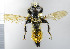  (Laphria flava - NHMO10069672)  @14 [ ] No Rights Reserved (2013) Unspecified Univeristy of Oslo, Natural History Museum