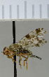  ( - NHMO10070166)  @11 [ ] No Rights Reserved (2013) Unspecified Univeristy of Oslo, Natural History Museum