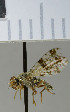  ( - NHMO10070167)  @11 [ ] No Rights Reserved (2013) Unspecified Univeristy of Oslo, Natural History Museum