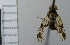  ( - NHMO10070171)  @11 [ ] No Rights Reserved (2013) Unspecified Univeristy of Oslo, Natural History Museum
