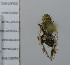 ( - NHMO10070172)  @11 [ ] No Rights Reserved (2013) Unspecified Univeristy of Oslo, Natural History Museum