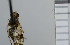  ( - NHMO10070178)  @11 [ ] No Rights Reserved (2013) Unspecified Univeristy of Oslo, Natural History Museum