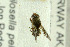  ( - NHMO-282251)  @12 [ ] CreativeCommons - Attribution Non-Commercial Share-Alike (2017) Unspecified University of Oslo, Natural History Museum