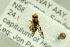  ( - NHMO-287874)  @12 [ ] CreativeCommons - Attribution Non-Commercial Share-Alike (2017) Unspecified University of Oslo, Natural History Museum