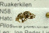  ( - NHMO-282261)  @12 [ ] CreativeCommons - Attribution Non-Commercial Share-Alike (2017) Unspecified University of Oslo, Natural History Museum
