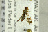  ( - NHMO-288012)  @11 [ ] CreativeCommons - Attribution Non-Commercial Share-Alike (2017) Unspecified University of Oslo, Natural History Museum