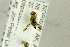  ( - NHMO-287960)  @11 [ ] CreativeCommons - Attribution Non-Commercial Share-Alike (2017) Unspecified University of Oslo, Natural History Museum