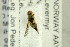  ( - NHMO-282235)  @11 [ ] CreativeCommons - Attribution Non-Commercial Share-Alike (2017) Unspecified University of Oslo, Natural History Museum