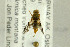  ( - NHMO-287751)  @12 [ ] CreativeCommons - Attribution Non-Commercial Share-Alike (2017) Unspecified University of Oslo, Natural History Museum