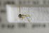  (Trichonta sp. GS114 - NHMO-DAR-12343)  @11 [ ] CreativeCommons - Attribution Non-Commercial Share-Alike (2017) Unspecified University of Oslo, Natural History Museum