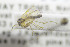  ( - NHMO-DAR-12332)  @11 [ ] CreativeCommons - Attribution Non-Commercial Share-Alike (2017) Unspecified University of Oslo, Natural History Museum