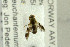  ( - NHMO-282240)  @11 [ ] CreativeCommons - Attribution Non-Commercial Share-Alike (2017) Unspecified University of Oslo, Natural History Museum