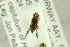  ( - NHMO-287869)  @12 [ ] CreativeCommons - Attribution Non-Commercial Share-Alike (2017) Unspecified University of Oslo, Natural History Museum