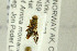  ( - NHMO-287755)  @12 [ ] CreativeCommons - Attribution Non-Commercial Share-Alike (2017) Unspecified University of Oslo, Natural History Museum