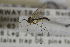  ( - NHMO-DAR-12371)  @11 [ ] CreativeCommons - Attribution Non-Commercial Share-Alike (2017) Unspecified University of Oslo, Natural History Museum
