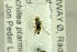  ( - NHMO-288026)  @11 [ ] CreativeCommons - Attribution Non-Commercial Share-Alike (2017) Unspecified University of Oslo, Natural History Museum