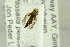  ( - NHMO-288061)  @12 [ ] CreativeCommons - Attribution Non-Commercial Share-Alike (2017) Unspecified University of Oslo, Natural History Museum