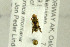  ( - NHMO-287754)  @11 [ ] CreativeCommons - Attribution Non-Commercial Share-Alike (2017) Unspecified University of Oslo, Natural History Museum
