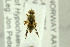  ( - NHMO-287885)  @12 [ ] CreativeCommons - Attribution Non-Commercial Share-Alike (2017) Unspecified University of Oslo, Natural History Museum