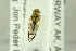  ( - NHMO-282330)  @11 [ ] CreativeCommons - Attribution Non-Commercial Share-Alike (2017) Unspecified University of Oslo, Natural History Museum