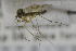  (Trichonta vulgaris - NHMO-DAR-12366)  @11 [ ] CreativeCommons - Attribution Non-Commercial Share-Alike (2017) Unspecified University of Oslo, Natural History Museum