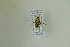  ( - NHMO-DAR-12467)  @11 [ ] CreativeCommons - Attribution Non-Commercial Share-Alike (2017) Unspecified University of Oslo, Natural History Museum