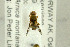  ( - NHMO-287759)  @11 [ ] CreativeCommons - Attribution Non-Commercial Share-Alike (2017) Unspecified University of Oslo, Natural History Museum
