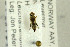  ( - NHMO-282236)  @11 [ ] CreativeCommons - Attribution Non-Commercial Share-Alike (2017) Unspecified University of Oslo, Natural History Museum